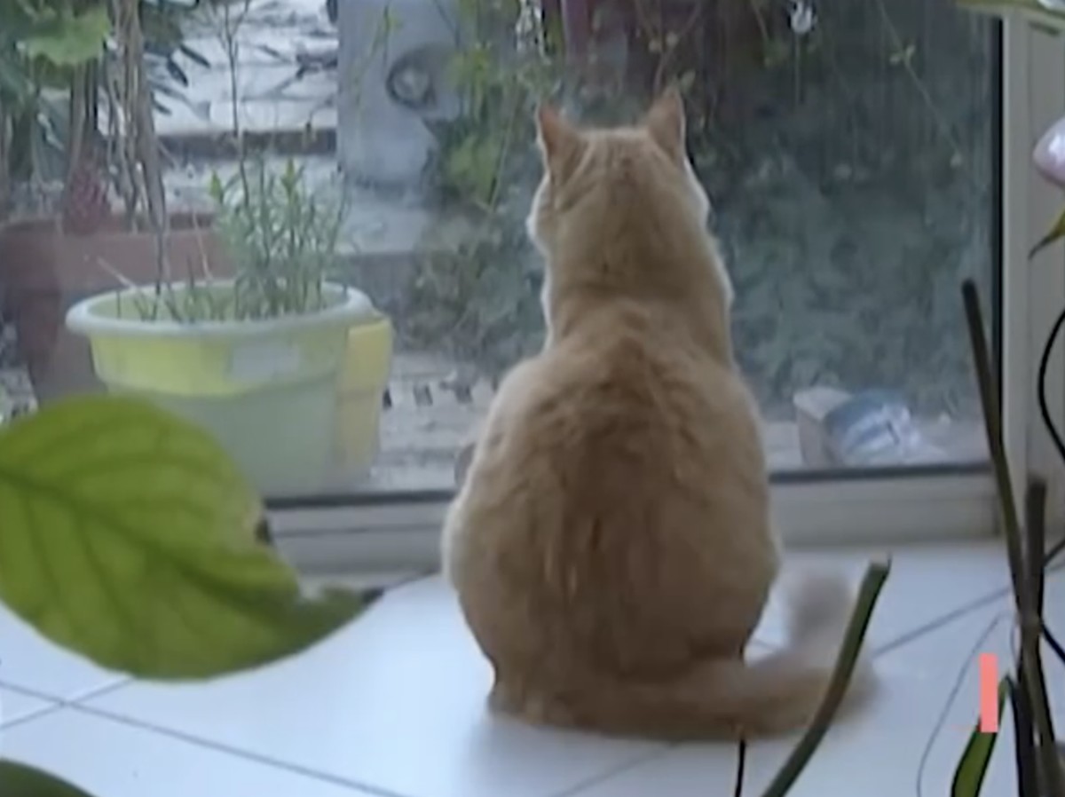 Rahasia Tulang Belakang Kucing dalam Menyeimbangkan Tubuh Saat Jatuh Terungkap