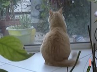 Sedih, Kucing Ditahan karena Ganggu Tetangga-Kena Denda Rp 39 Juta