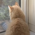 Pengadilan Prancis telah menetapkan seekor kucing sebagai tahanan rumah setelah seorang tetangga mengeluh bahwa kucing tersebut terus melompat ke kebunnya. (Tangkapan Layar Instagram afpnewsagency/Ysis Percq)