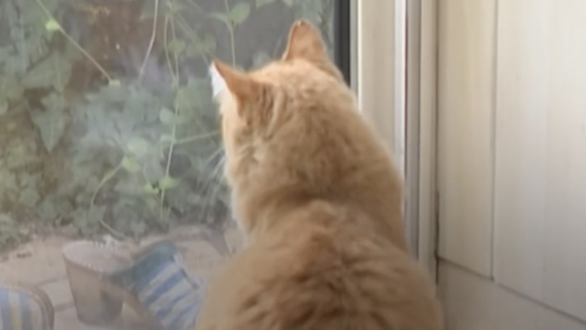 Studi Ungkap 7 Manfaat Memelihara Kucing bagi Kesehatan Fisik dan Ment