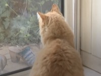 Pengadilan Prancis telah menetapkan seekor kucing sebagai tahanan rumah setelah seorang tetangga mengeluh bahwa kucing tersebut terus melompat ke kebunnya. (Tangkapan Layar Instagram afpnewsagency/Ysis Percq)