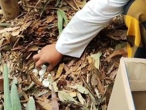 Geger Temuan 22 Telur-Induk Diduga King Cobra di Kebun Bambu Warga Badung