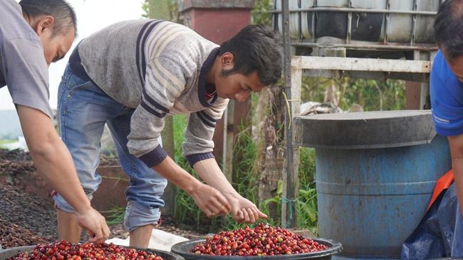 Kisah Deden, Pelopor Kopi Panas Bumi Pertama di Dunia dari Kamojang