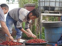 Kisah Deden, Pelopor Kopi Panas Bumi Pertama di Dunia dari Kamojang