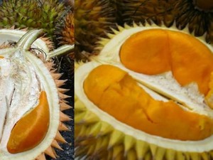 11 Varian Durian Unggulan Kalimantan Nih, Senggol dong!