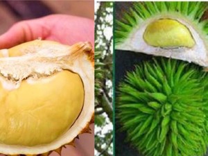 5 Durian Kalimantan yang Tak Kalah Nikmat dengan Durian Malaysia