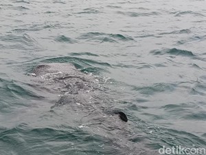 Melihat Tingkah Gemas Kawanan Hiu Tutul di Pantai Bentar Probolinggo