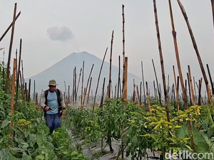 105 Hektare Lahan Petani Rusak Terdampak Erupsi Gunung Semeru