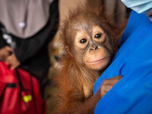 Kasihan Orang Utan Terlantar di Kalimantan, Ada yang Pungut Sampah-Mengemis