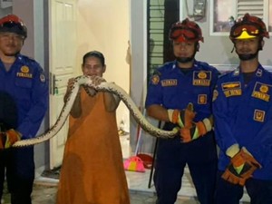 Sanca 2,5 Meter Nangkring di Toilet Rumah Warga Depok, Damkar Evakuasi