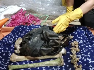 Kerangka Manusia yang Ditemukan di Tepi Sungai Musi Rawas adalah Kelvin