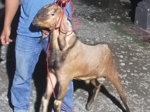 Pemuda di Lampung Tengah Curi Kambing Adiknya karena ingin Beli HP