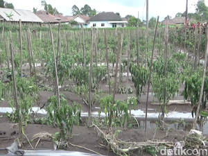 Tanaman Cabai Mati Usai Erupsi Semeru, Petani Lumajang Rugi Rp 50 Juta