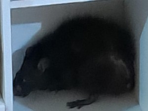 Tikus Besar Masuk Rumah-Serang Bocah di Bogor, Warga Hubungi Damkar