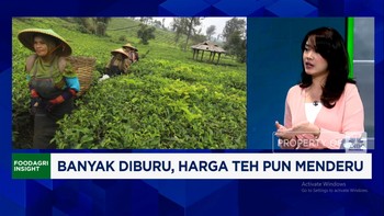 Video: Tren Matcha Bikin Harga Teh Naik 70%, Petani RI Untung Besar?