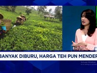 Video: Tren Matcha Bikin Harga Teh Naik 70%, Petani RI Untung Besar?