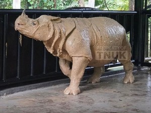 Badak Jawa Mati Usai Translokasi di Taman Nasional Ujung Kulon