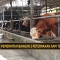 Video: Pemerintah Bangun 2 Peternakan Sapi Terintegrasi Senilai Rp4,8T