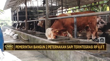 Video: Pemerintah Bangun 2 Peternakan Sapi Terintegrasi Senilai Rp4,8T