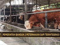 Video: Pemerintah Bangun 2 Peternakan Sapi Terintegrasi Senilai Rp4,8T