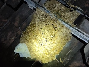 Sarang Tawon Vespa Segede Gaban Dievakuasi dari Atap Rumah Boyolali