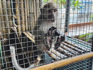 Koster Larang Warga Pelihara Monyet Ekor Panjang
