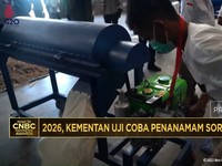 Video: Tahun 2026, Kementan Uji Coba Penanaman Sorgum 5.000 Hektare