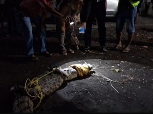 Warga Jember Tangkap Buaya Muara, 39 Telur Ikut Diamankan