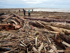Potret Kayu Gelondongan Berserakan di Pantai Usai Banjir di Padang