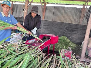 Kisah Peternak Sidoarjo Sukses Jual Rumput Online hingga ke Aceh