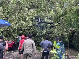 Pohon Tumbang di Kantor Gubernur Sulsel Timpa 4 Mobil gegara Angin Kencang