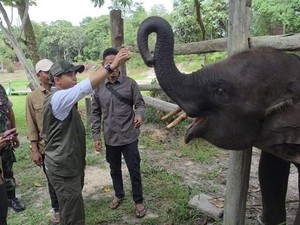 Menhut Raja Juli Antoni di Tesso Nilo: Rumah Gajah Jangan Diganggu