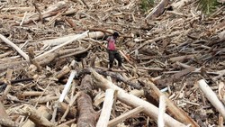 Teka-teki Gelondongan Kayu Terbawa Banjir di Sumatera