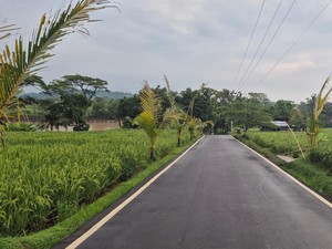 Disparbud Jabar Siapkan 7 Desa Wisata Berbasis Agrikultural di #7elajahlembur