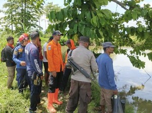 Buaya Terkam 2 Orang yang Sedang Cari Keluarga Hilang di Luwu