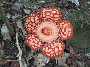 Jejak Penemuan Rafflesia Hasseltii di Sambas Tahun 2012