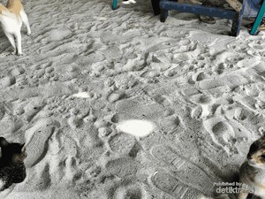Banyak Kucing di Pulau Tidung Kecil, Ternyata Ini Sebabnya