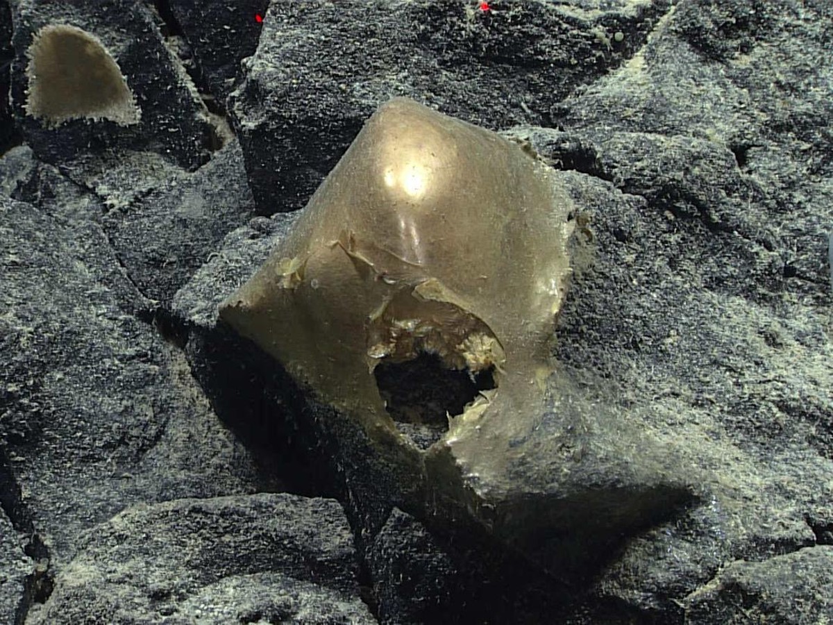 Temuan Bola Emas Misterius di Laut Dalam Alaska Jadi Misteri Ilmiah Baru