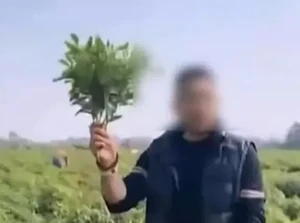 Hoaks Viral Bikin Kebun Cabai Dijarah Massa, Petani Auto Boncos!