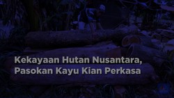 Video: Kekayaan Hutan Nusantara, Pasokan Kayu Melonjak 2x Lipat