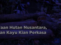 Video: Kekayaan Hutan Nusantara, Pasokan Kayu Melonjak 2x Lipat