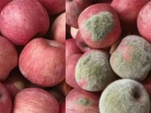 Modus Baru! Foto Apel Diedit AI agar Tampak Rusak untuk Klaim Refund
