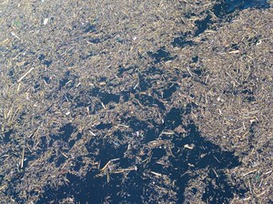 Terpopuler: Tumpukan Gelondangan Kayu di Pantai Air Tawar dan Danau Singkarak
