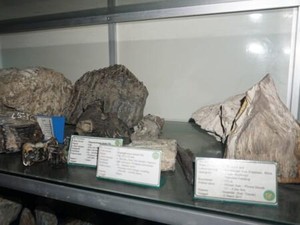 Gudang Fosil di Museum 13 yang Menyelamatkan Sejarah Bojonegoro