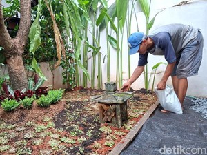 Pilih Rumput Gajah Mini atau Rumput Jepang? Ini Saran Tukang Kebun