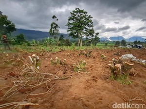 6 Aktor Perusakan Kebun Teh Pangalengan Segera Diadili