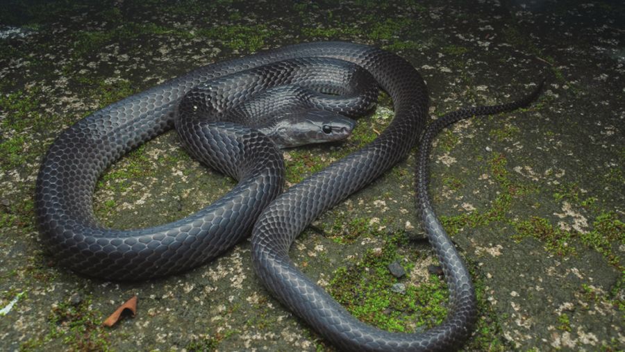 Lycodon irwini, spesies ular yang diberi nama dari mendiang Steve Irwin