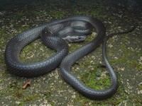 Ular Serigala Ditemukan, Diberi Nama Pemburu Buaya Terkenal