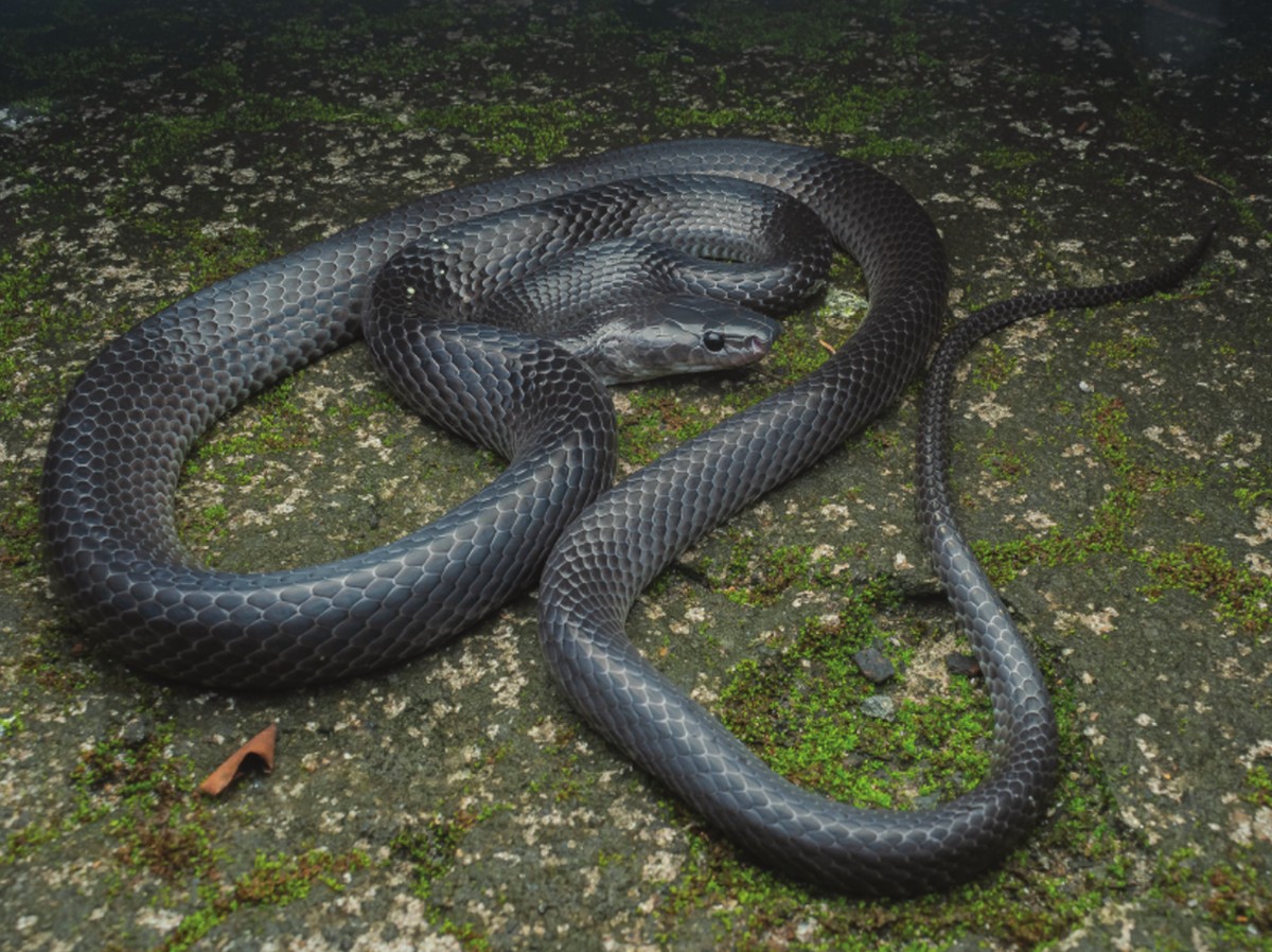 Penemuan Spesies Ular Serigala Baru Lycodon Irwini di Nicobar Hormati Steve Irwin