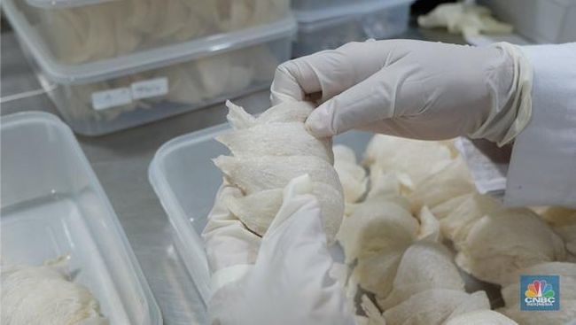 Kupas Valuasi dan Prospek IPO Sarang Burung Walet "RLCO"